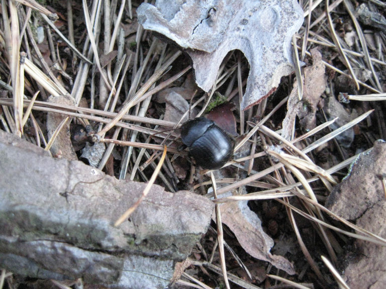 Tenebrionidae: Accanthopus velikensis di Bellano (LC)